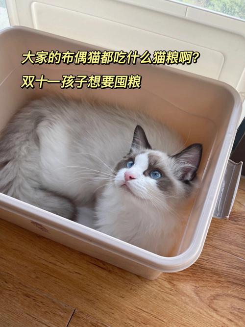 布偶猫都吃啥，布偶猫都吃啥猫粮