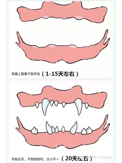 哈士奇多大开始换牙，哈士奇多大换牙期