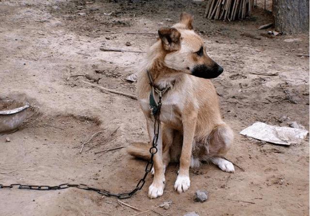 阿拉斯加犬拴着养行吗，阿拉斯加天天拴着会怎么样