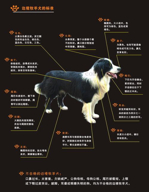 边境牧羊犬如何，边境牧羊犬如何分辨