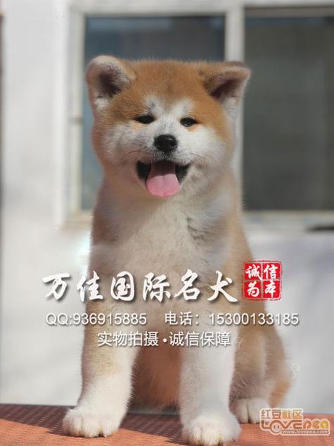 秋田犬多少钱能买到，秋田犬大概多少钱