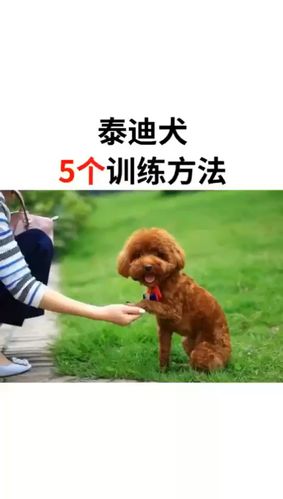 泰迪犬的训练，泰迪犬的训练方法视频