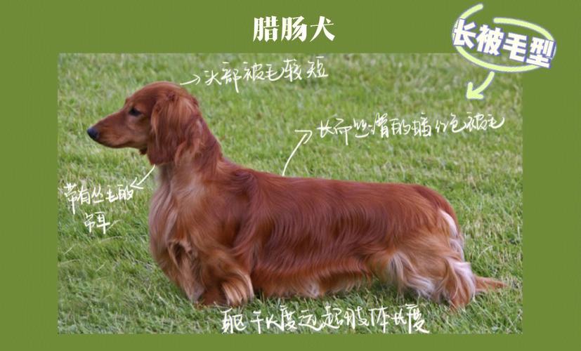 腊肠犬价格优点缺点，腊肠犬全名