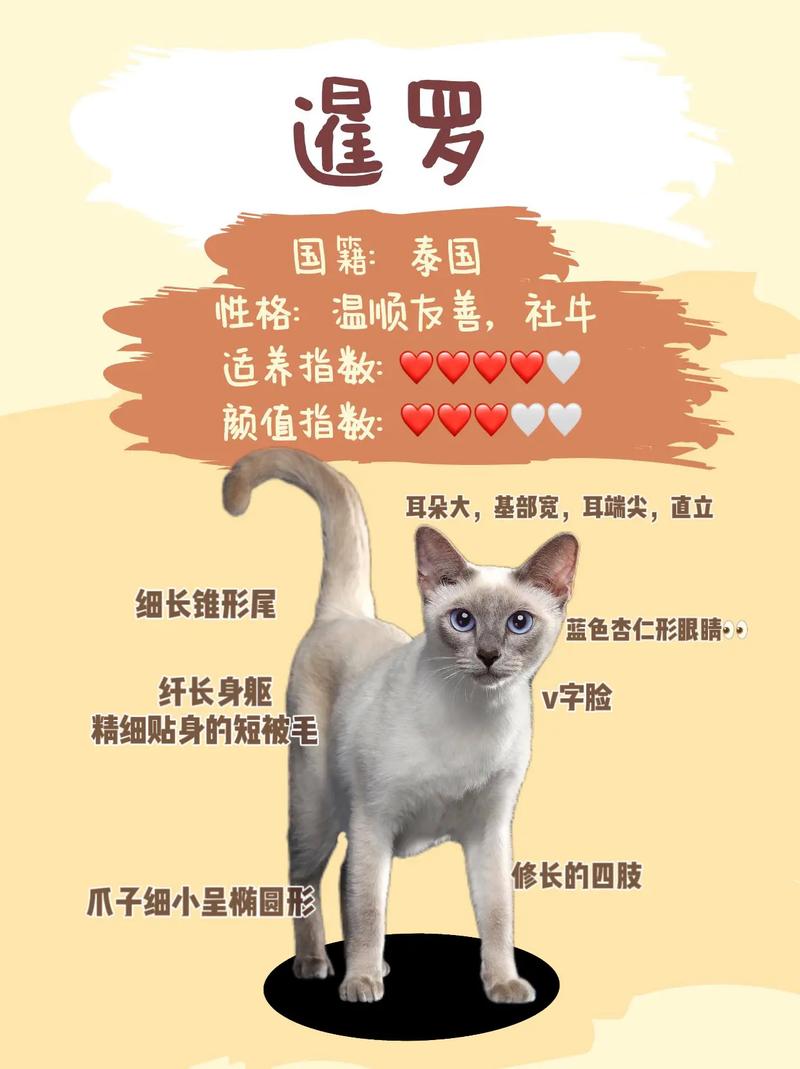 暹罗猫的介绍，暹罗猫的介绍资料