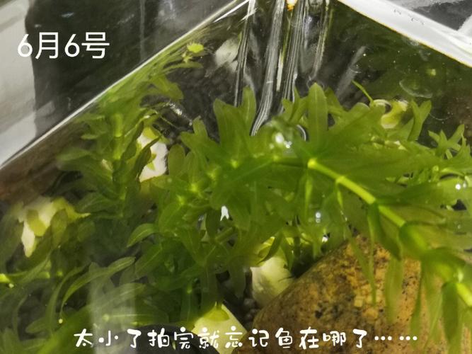 斑马鱼观赏虾，斑马鱼观赏虾混养