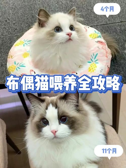 布偶猫怎么驯服，布偶猫驯化