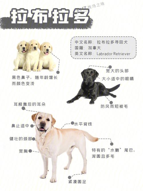 拉布拉多寻回犬好不好养，拉布拉多寻回犬优缺点