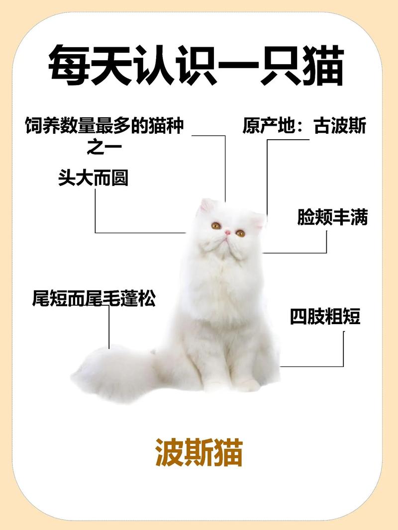 波斯猫饲养，波斯猫饲养量