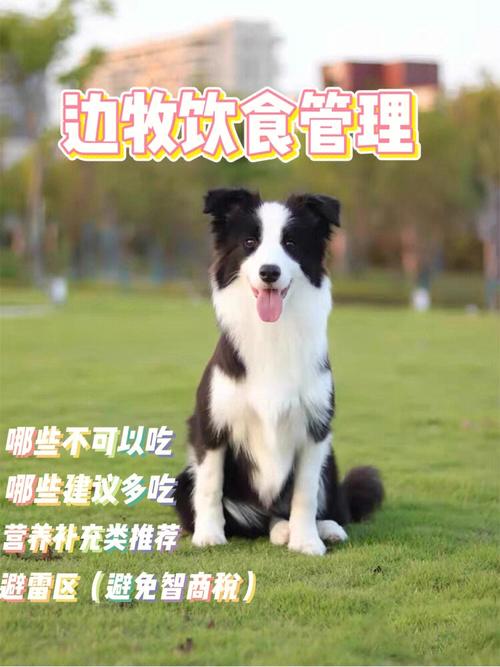 边境牧羊犬吃什么以及食物，边境牧羊犬吃什么以及食物呢