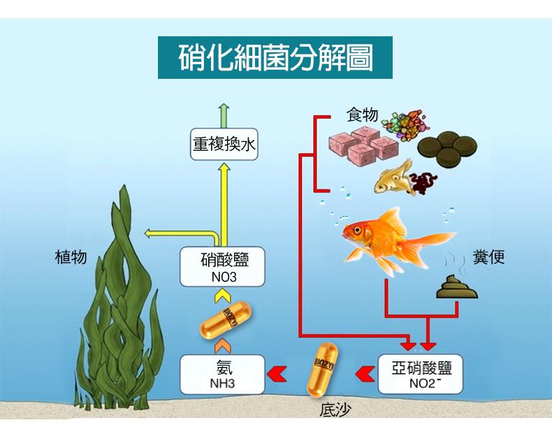 养鱼硝化系统，养鱼硝化系统设计