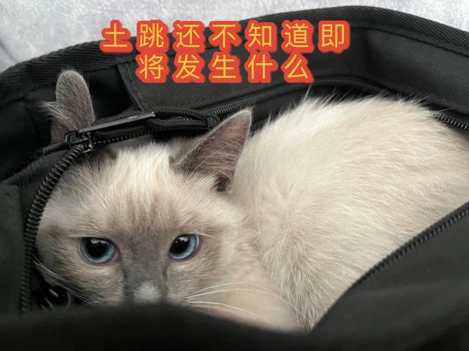 给暹罗猫洗澡的方法技巧是什么，给暹罗猫洗澡的方法技巧是什么样的