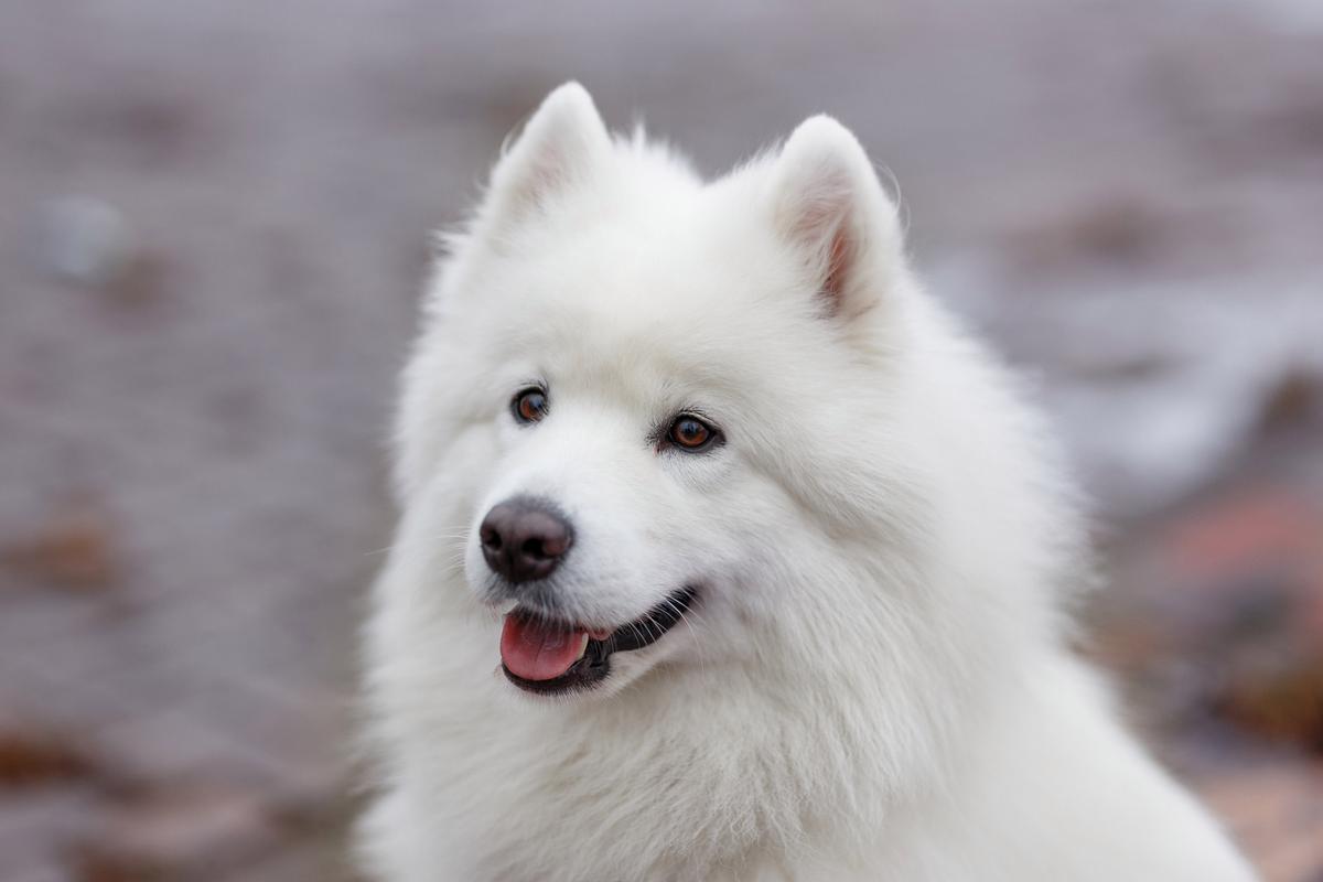 萨摩耶犬类智商排名，萨摩耶犬智商排名第几