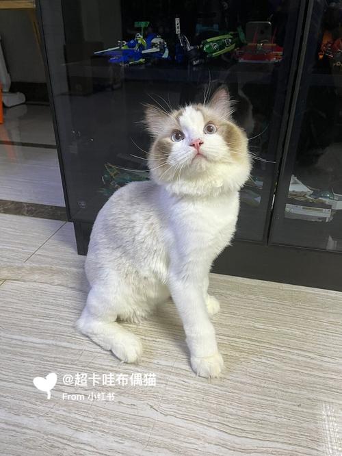 有什么办法避免布偶猫掉毛，怎样防止布偶猫掉毛