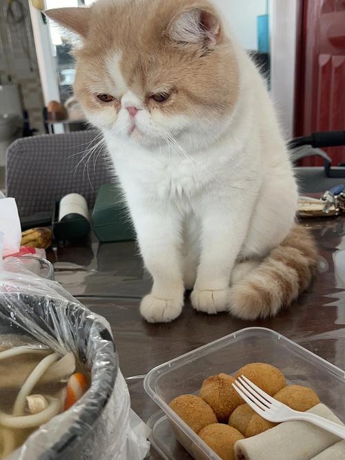 加菲猫最近不爱吃猫食，加菲猫不愿意吃食怎么办