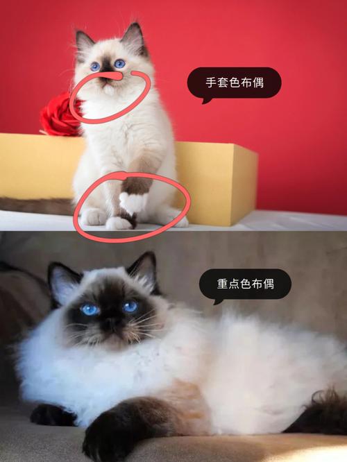 布偶猫会像暹罗猫那样咬人吗，布偶为什么像暹罗