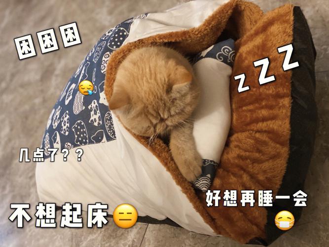 冬天加菲猫怎么保暖，加菲猫如何过冬