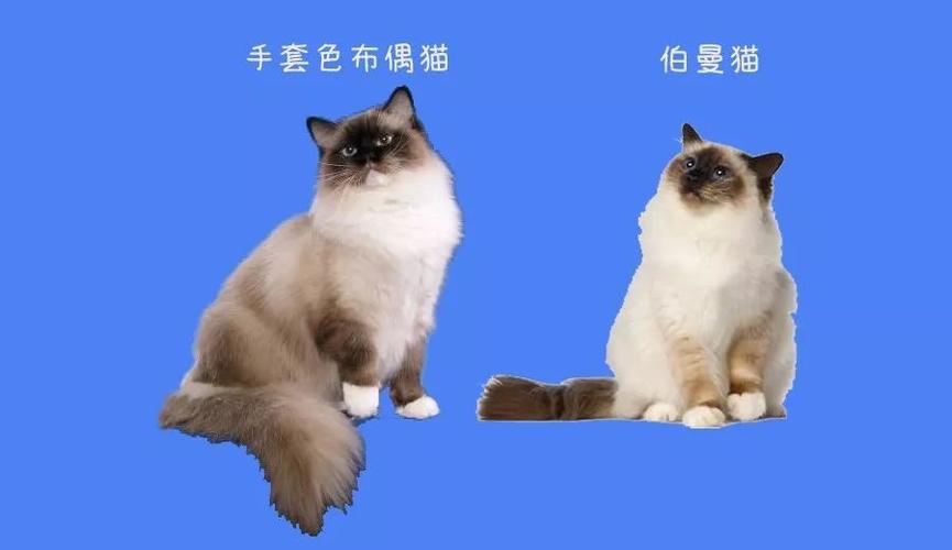 伯曼猫和布偶猫怎么区分，伯曼猫和布偶猫哪个好