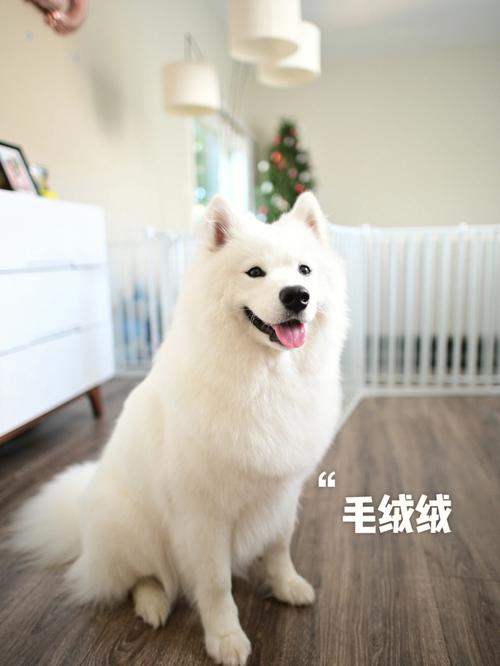 萨摩耶犬洗澡的注意事项有哪些，萨摩耶犬洗澡要注意什么