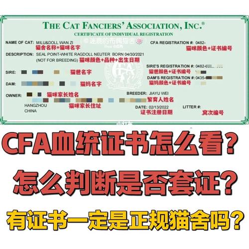 布偶猫cfa证书怎么看，布偶猫cfa证书有什么用