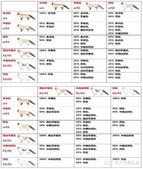 关于布偶猫的品种你了解一下吧，布偶猫品种介绍与图解价格