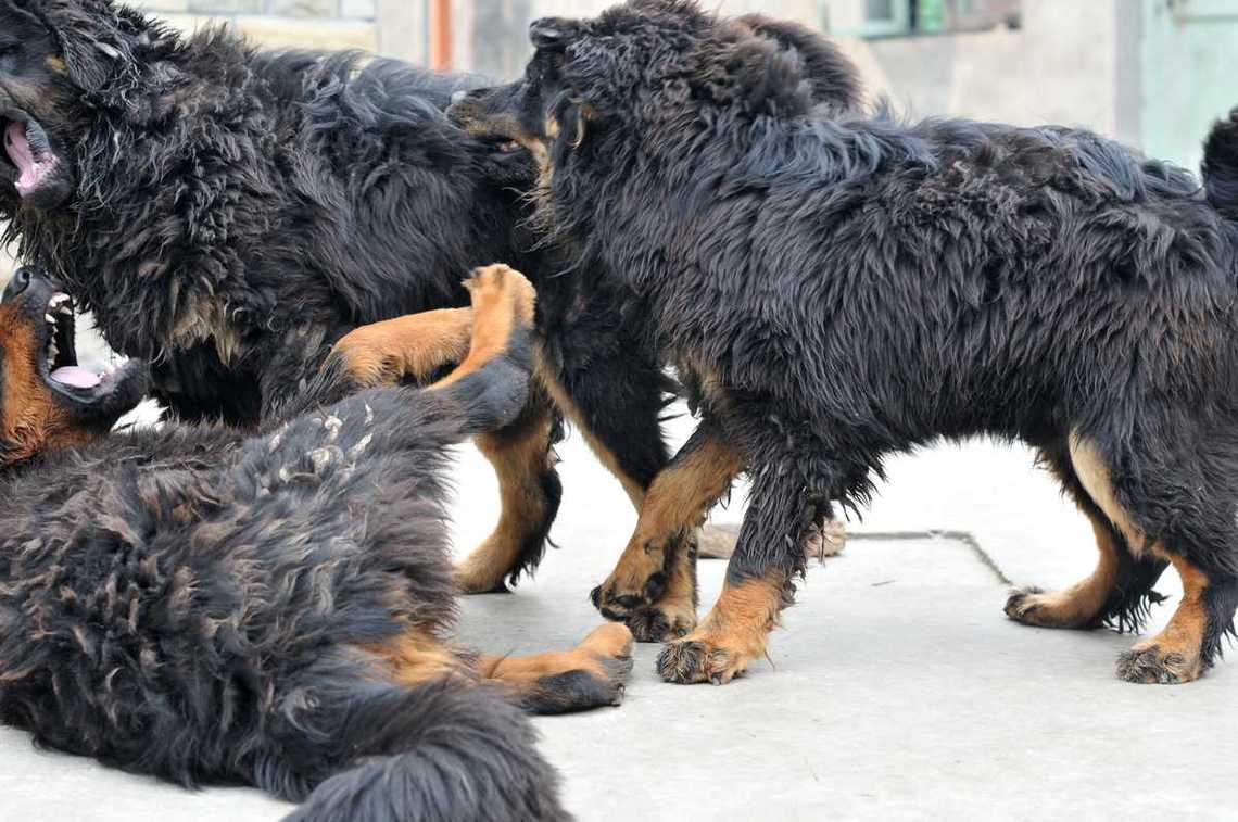 藏獒打架的样子，藏獒打架真实视频