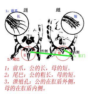 如何快速分辨乌龟的公母图片，如何快速分辨乌龟的公母图片视频