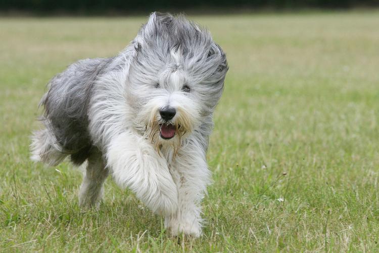 英国古代牧羊犬容易饲养吗，英国古代牧羊犬的寿命长吗