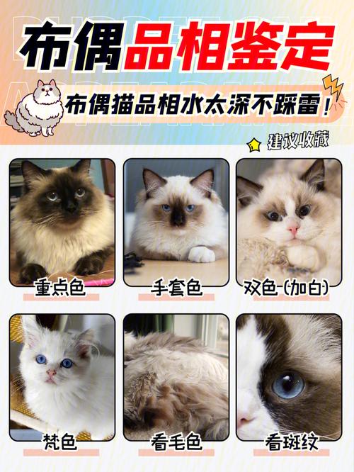 饲养布偶猫我们不能忽略什么，养布偶猫十大禁忌