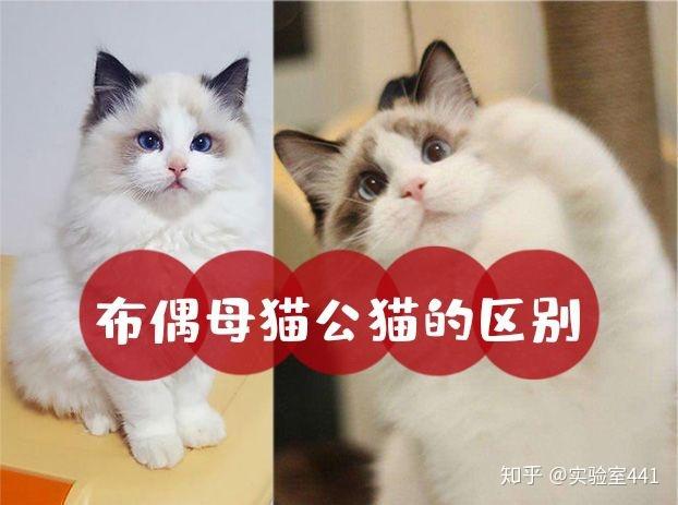 教你怎么挑选布偶猫，教你怎么挑选布偶猫咪