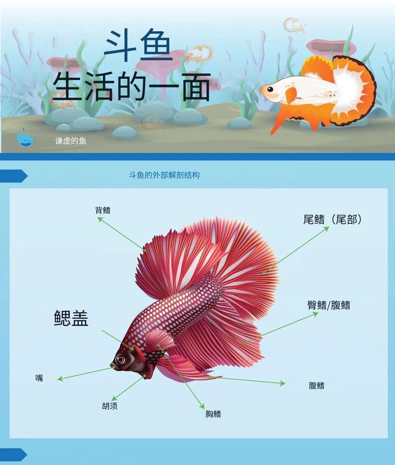 泰国斗鱼繁殖详细教程，泰国斗鱼繁殖教程全解