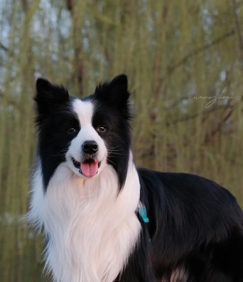 怎么训练边境牧羊犬幼犬，训练边境牧羊犬的方法及训练技巧