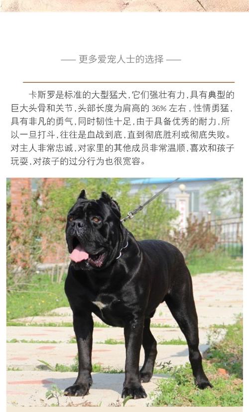 卡斯罗犬性格特征，卡斯罗犬的性格