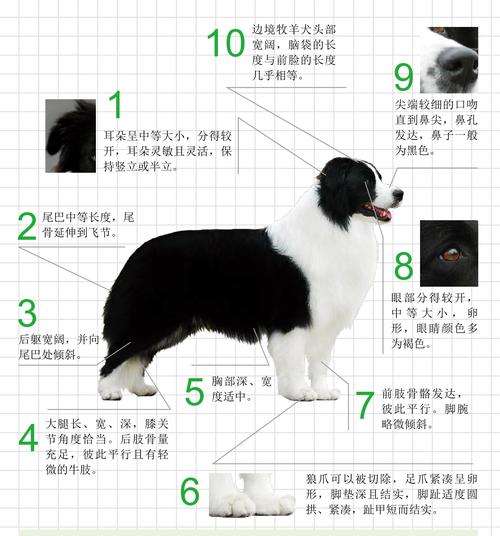 了解边境牧羊犬以及训练方法，边境牧羊犬怎么饲养