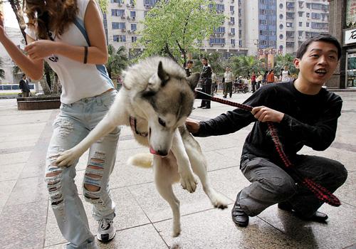 宠物狗哈士奇发情的规律是什么，宠物狗哈士奇发情的规律是什么样的