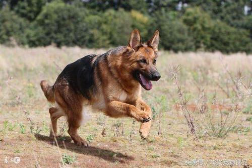 德国牧羊犬和狼犬的区别，德国牧羊犬和狼犬的区别是什么