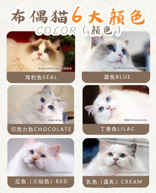 怎么看布偶猫的品相图解，怎么看布偶猫的品相图解