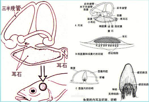 鱼有听觉和视觉吗，鱼有听觉器官吗