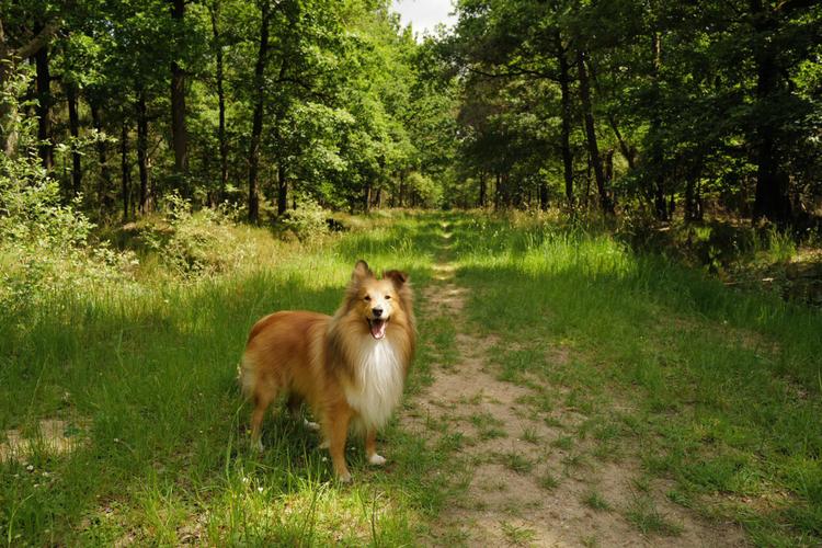 怎么训练牧羊犬放牛，训牧羊犬放羊小技巧