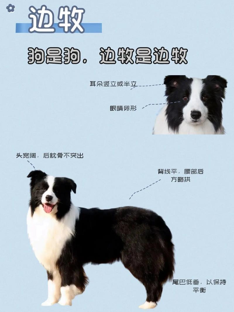 边境牧羊犬要怎么养，边境牧羊犬要怎么养才能长大