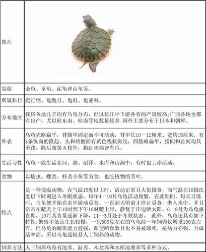 乌龟的生活和特点是什么?，乌龟的生活方式和特点