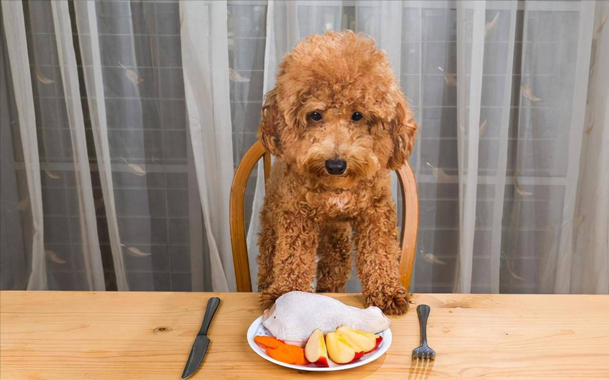 泰迪犬喂什么食物，泰迪犬喂什么食物比较好