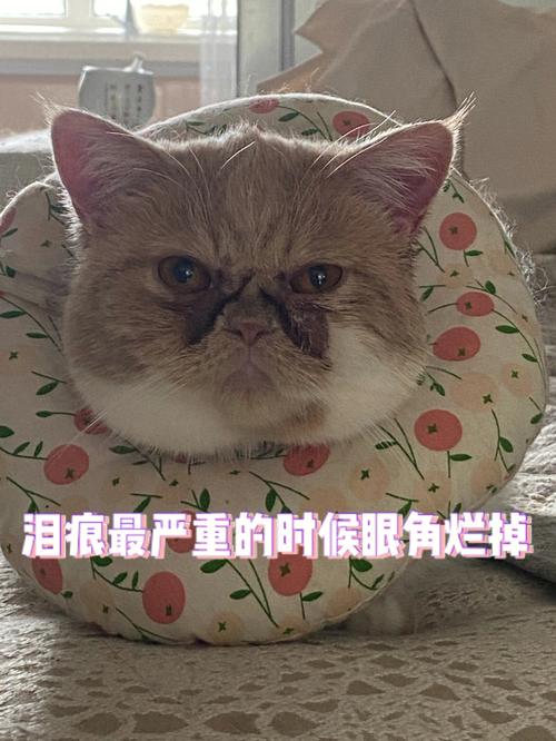 加菲猫总流眼泪是怎么回事，加菲猫老是流眼泪怎么办