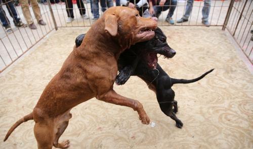 比特犬训练视频大全，比特犬训练视频大全下载