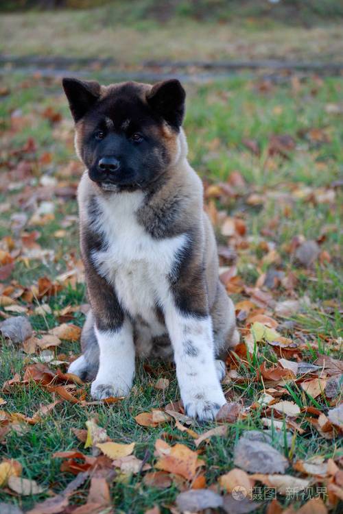 秋田犬坐姿，坐着的秋田犬