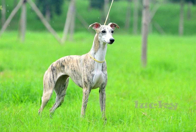 惠比特犬优点，惠比特犬性格怎么样