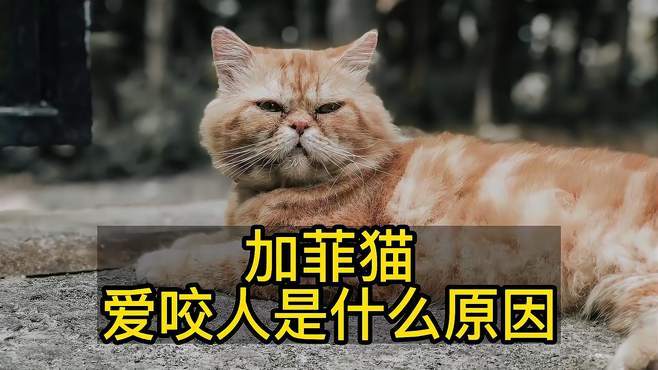 加菲猫爱咬人，加菲猫喜欢咬人手指头是怎么回事