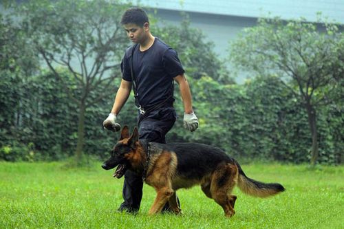 怎样训练德国牧羊犬，怎样训练德国牧羊犬赶羊