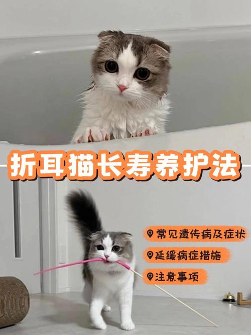 折耳猫应该怎么照顾，折耳猫怎么照顾才不发病