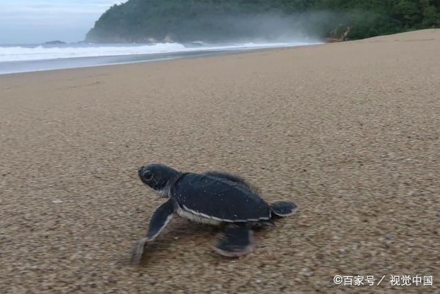 小海龟爬向大海视频，小海龟爬呀爬