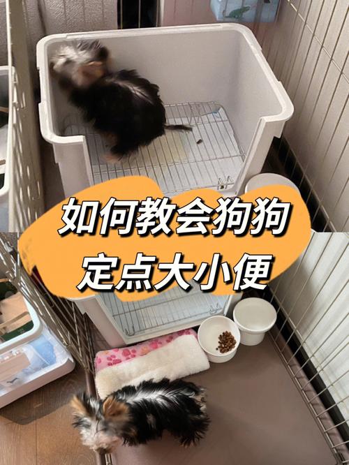 泰迪犬怎么训练大小便视频，怎么样训练泰迪大小便视频